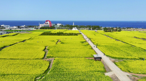 “화려한 봄소식, 포항에서 만나세요”