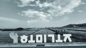 “포항 호미곶에 순백의 메밀꽃 보러 오세요”