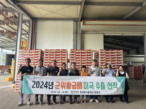 군위 특산물 황금배, 미국 수출길로 미국행 배타고 순항