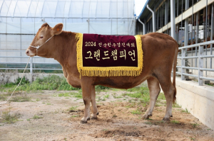경북 한우, 전국한우경진대회에서 대통령상(그랜드챔피언) 수상