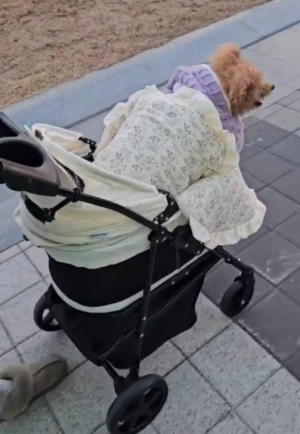 “차라리 강아지로 태어나고 싶다”는 어르신들