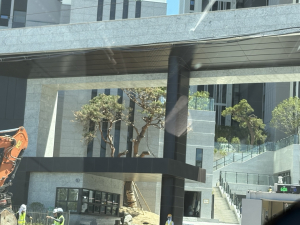 포항 현대 힐스테이트 조경수, 재선충 감염목 식재 의혹