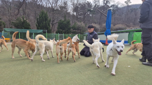 불법 도축 위기견 16마리, 캐나다 입양길