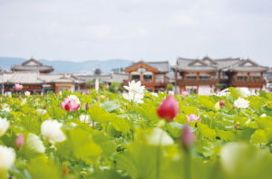 황리단길 옆 황남고분 연꽃 만개… 여름 경주 대표 풍경으로 '눈길'